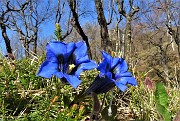 04 Gentiana Clusii al roccolo sulle linea tagliafuoco